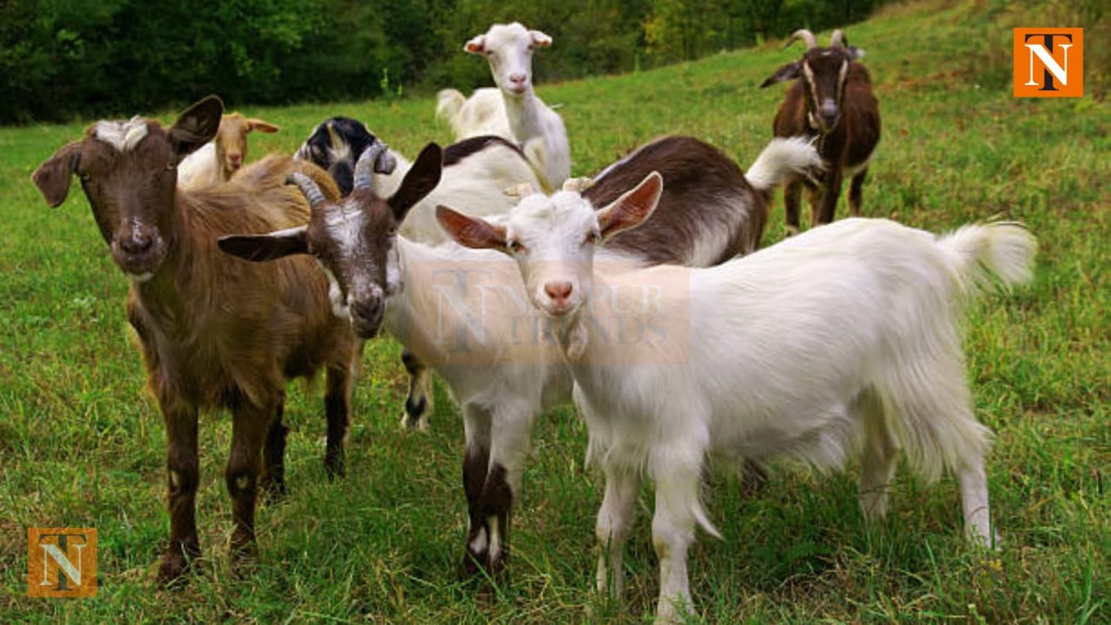 5 Goats Die After Drinking Water Mixed with Pesticide, Rs 2.5 Lakh Loss
								